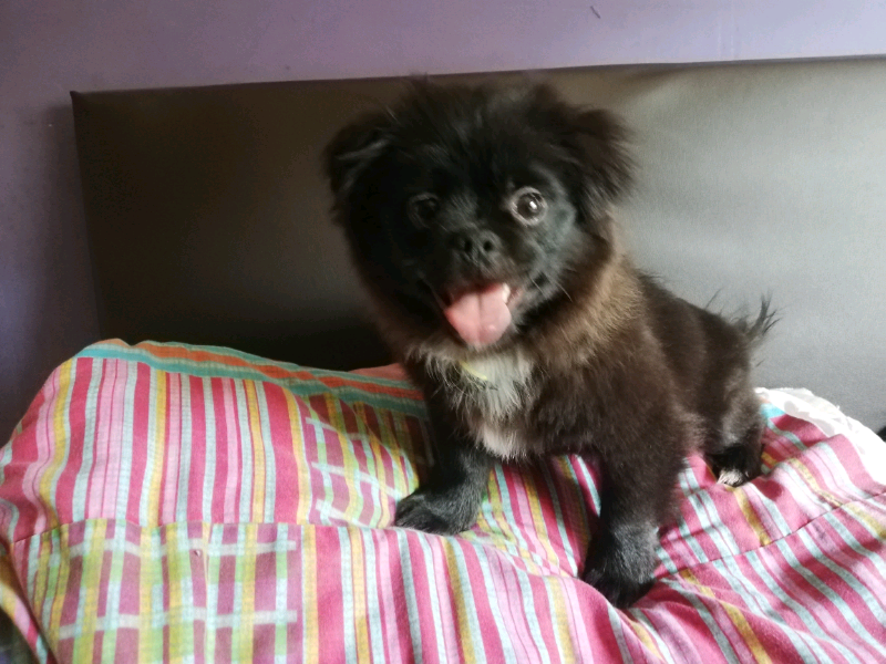 japanese chin for sale gumtree